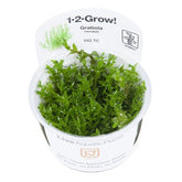 042 TC Gratiola viscidula
